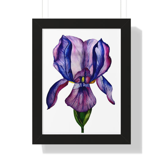 Framed — Purple Iris Botanical Art Print