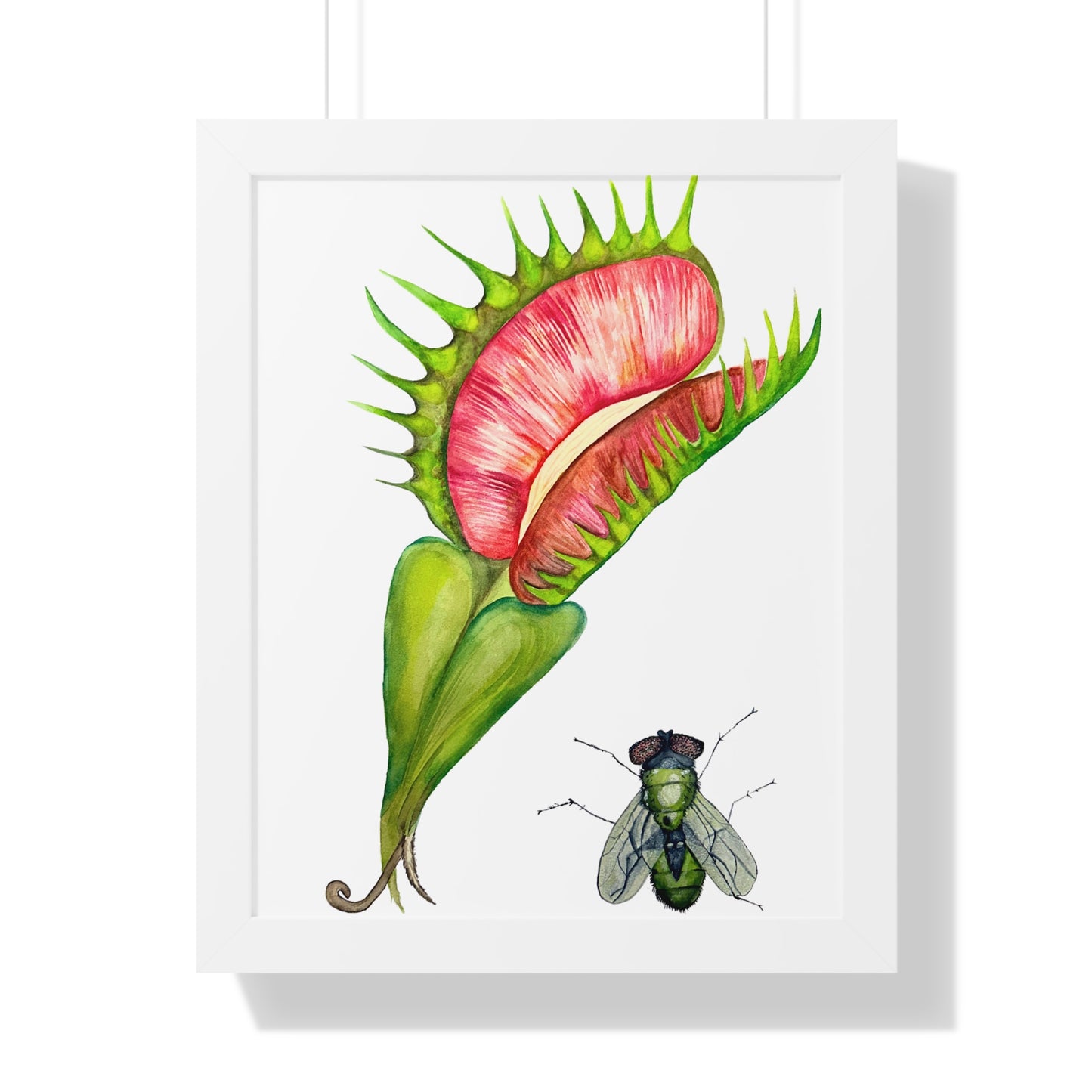 Carnivorous Plant Art Print — Venus Flytrap & Fly Framed