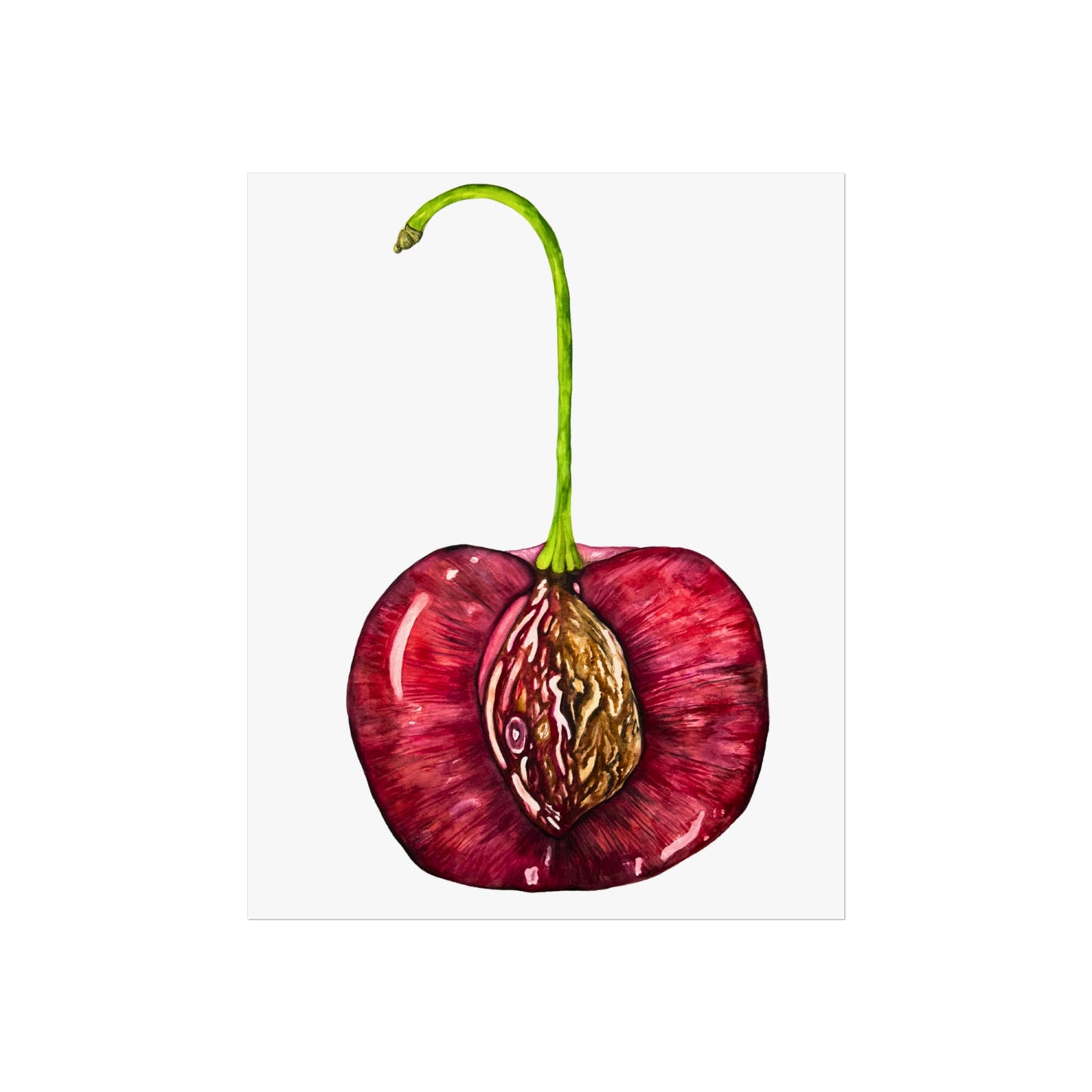 Giclée Art Print — Botanical Cherry Pit Watercolor Print