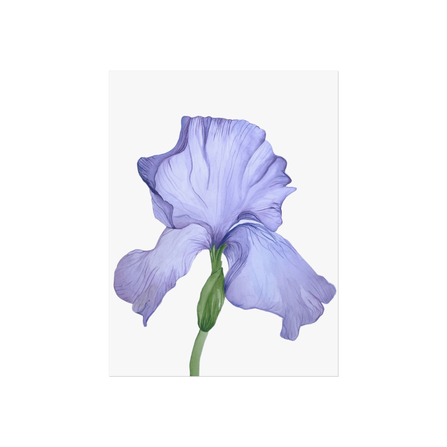 Lavender Iris Giclée Art Print — Botanical Flower Wall Art