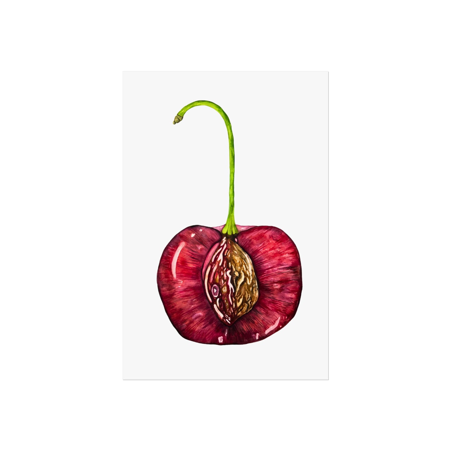 Giclée Art Print — Botanical Cherry Pit Watercolor Print