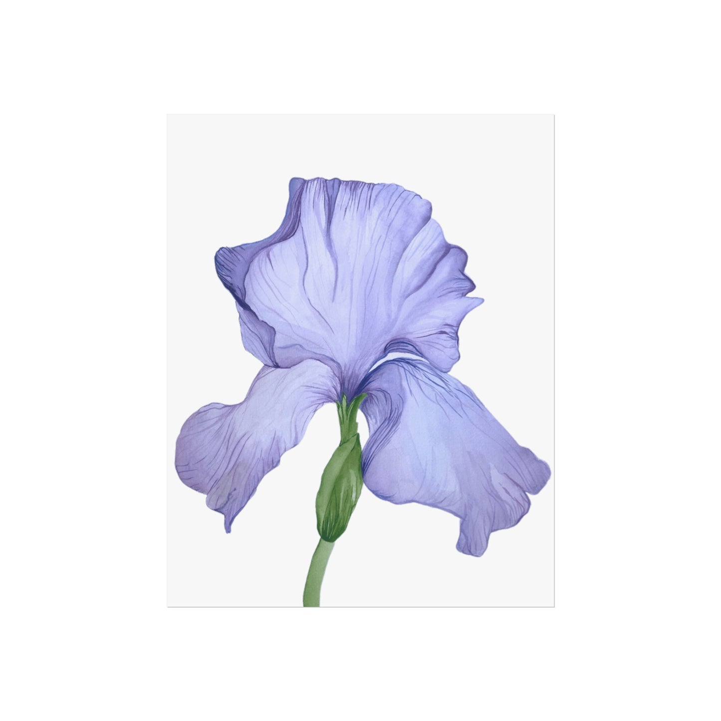 Lavender Iris Giclée Art Print — Botanical Flower Wall Art