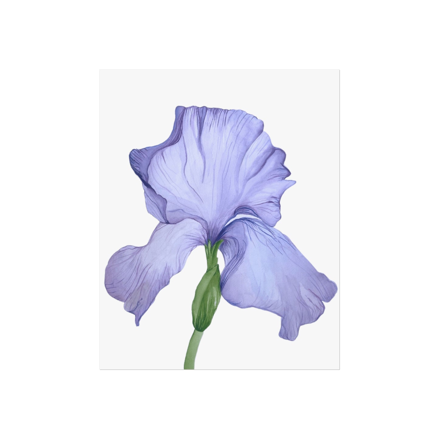 Lavender Iris Giclée Art Print — Botanical Flower Wall Art