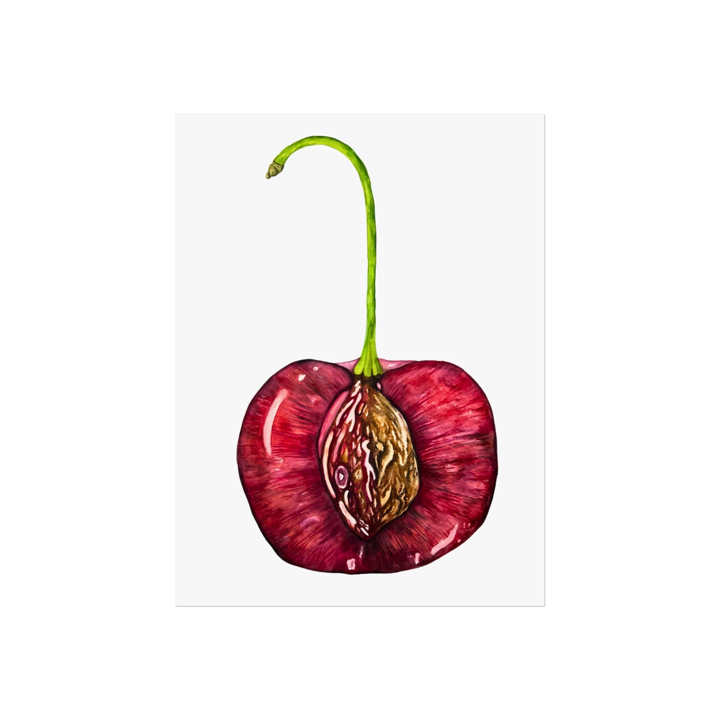 Giclée Art Print — Botanical Cherry Pit Watercolor Print