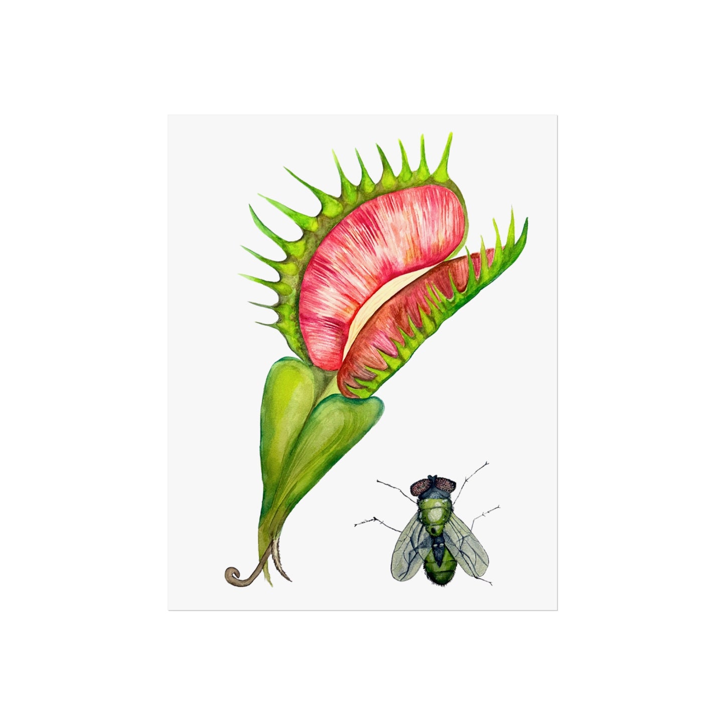 Carnivorous Plant & Fly Giclée Art Print — Venus Flytrap Botanical Illustration