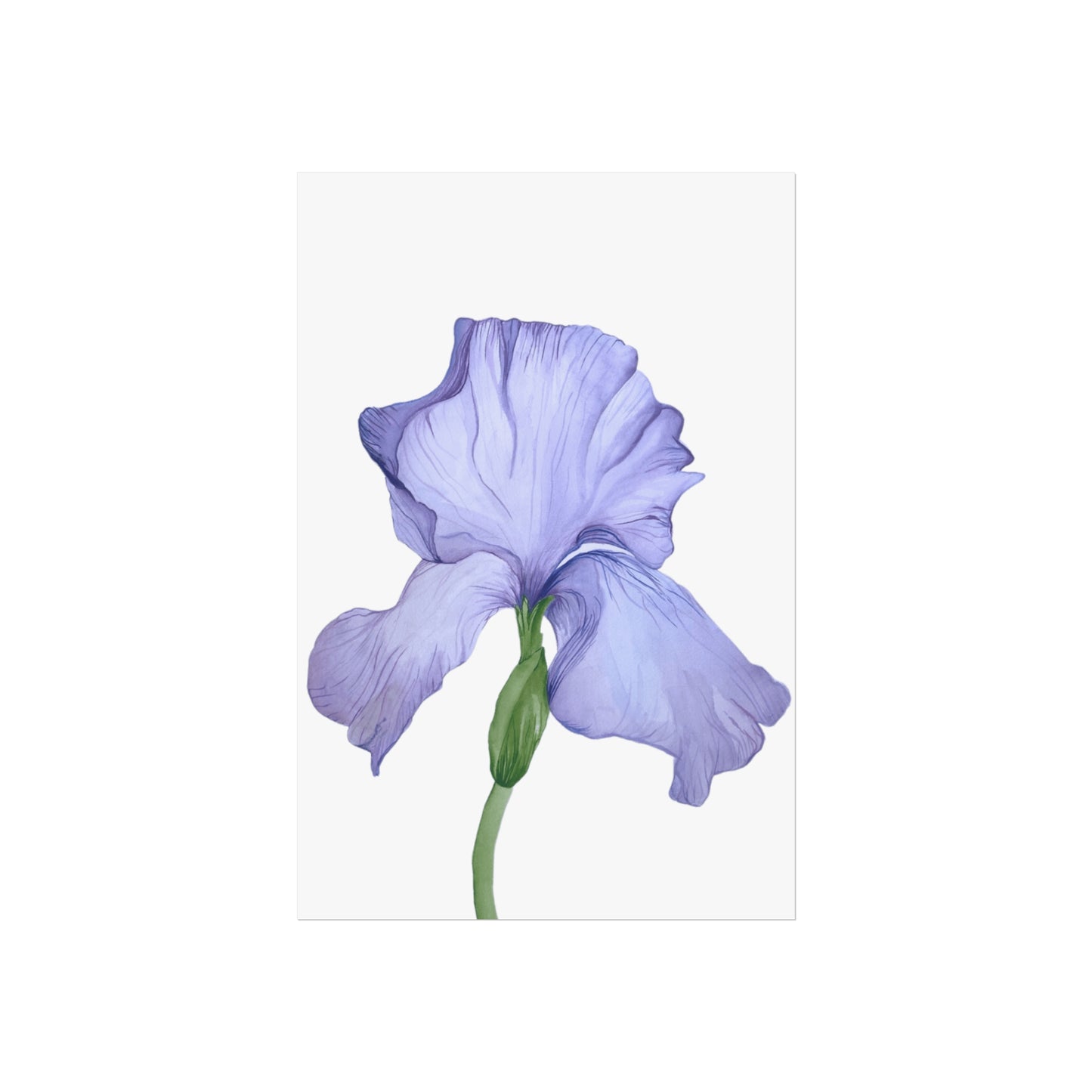 Lavender Iris Giclée Art Print — Botanical Flower Wall Art
