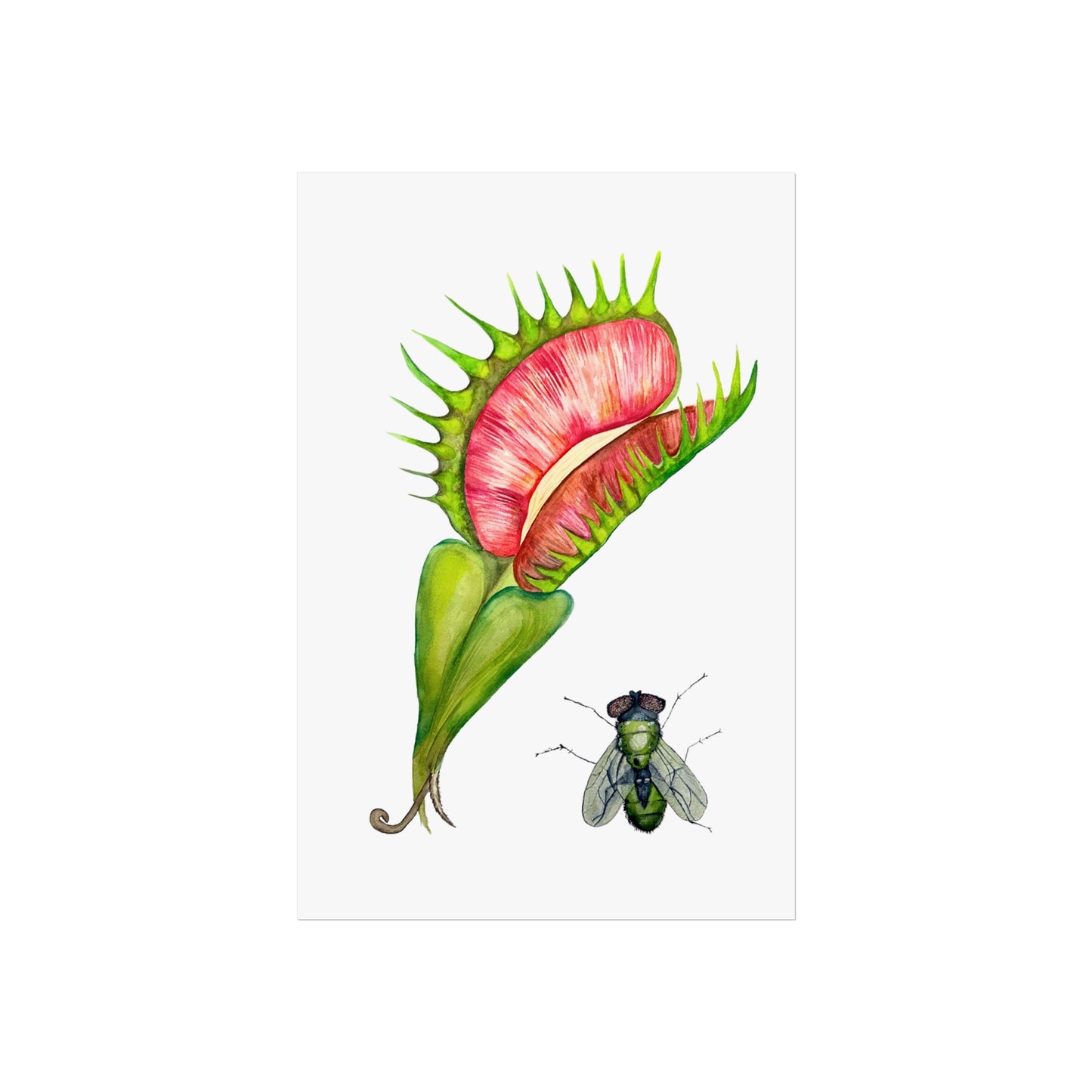 Carnivorous Plant & Fly Giclée Art Print — Venus Flytrap Botanical Illustration