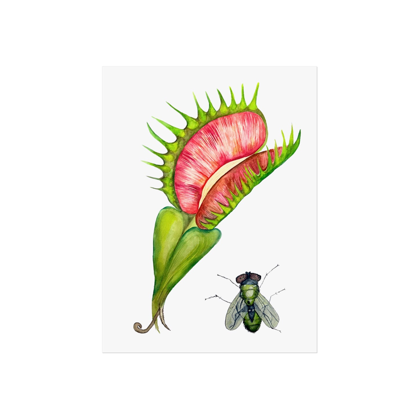Carnivorous Plant & Fly Giclée Art Print — Venus Flytrap Botanical Illustration